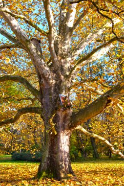 Sonbahar gün izole ağacında