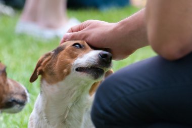 Beagle sevgi bakış