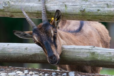 Pigme keçi, Capra hircus