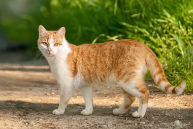 Kedi yan yolda seyir