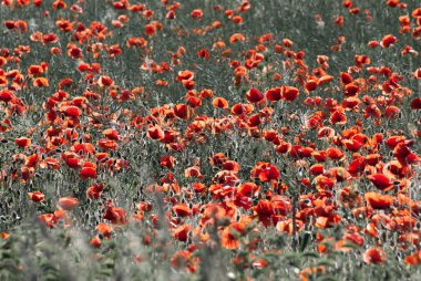 양 귀 비의 전체 필드