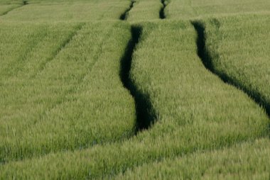 buğday alanında yol
