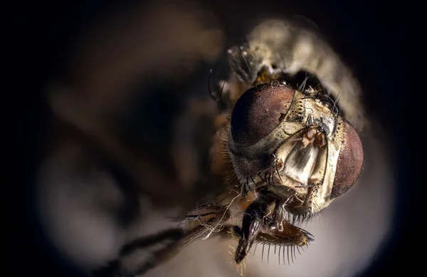 Photographie empilée de mouche, détail des yeux — Photo