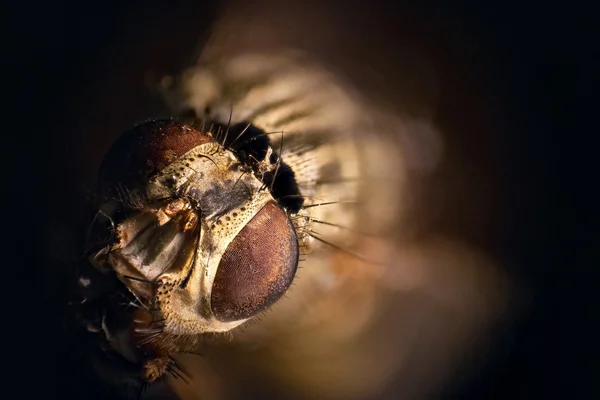 Photographie empilée de mouche, détail des yeux — Photo