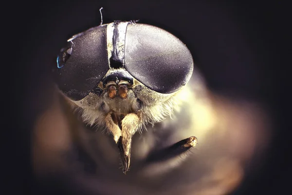 Fotografía apilada de la mosca, detalle de los ojos — Foto de Stock