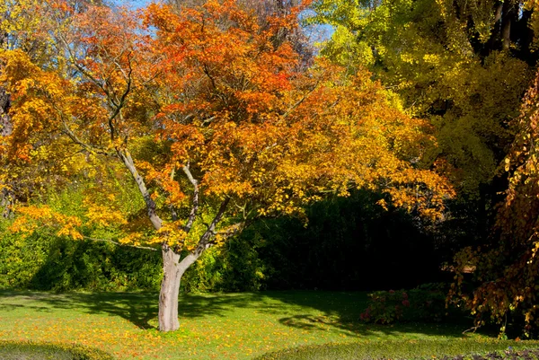 Oranžové strom v parku na podzim — Stock fotografie