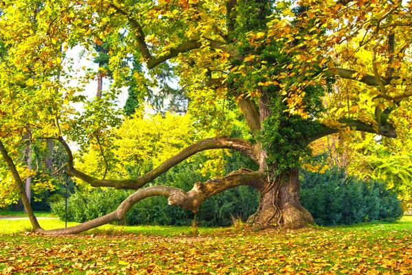 Árvore grande no parque do castelo — Fotografia de Stock