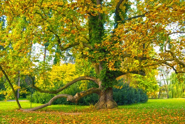 Árvore grande no parque do castelo — Fotografia de Stock