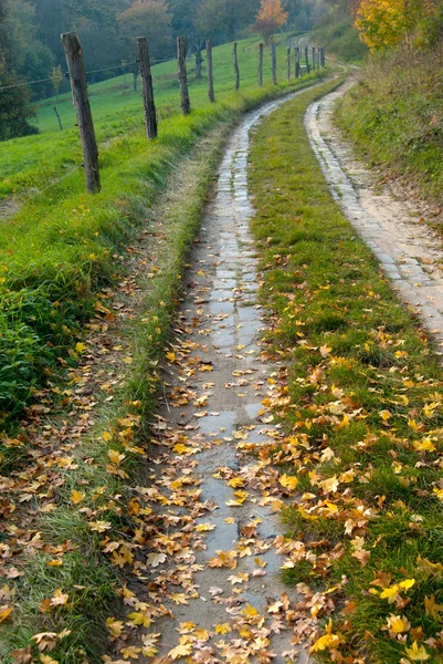 Estrada aspergida com folhas — Fotografia de Stock