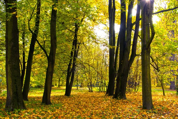 公园的秋天色彩 — 图库照片