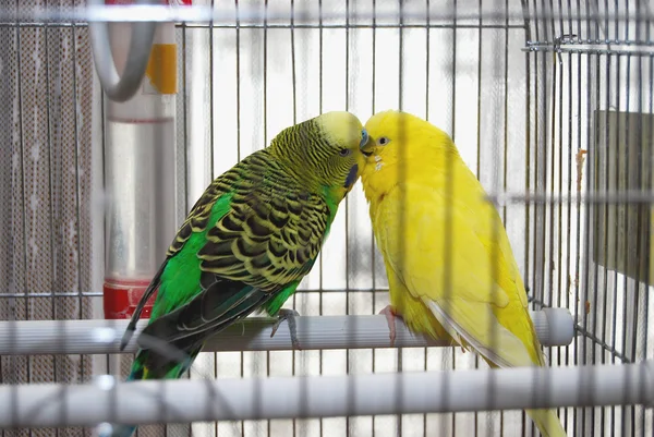 Dois periquitos beijando em gaiola — Fotografia de Stock