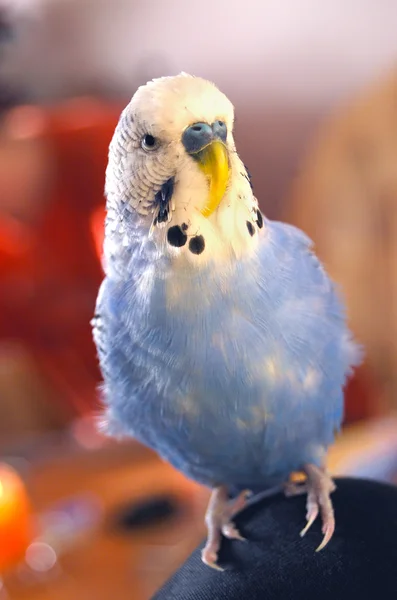 Синий попугай сидит на коленях — стоковое фото