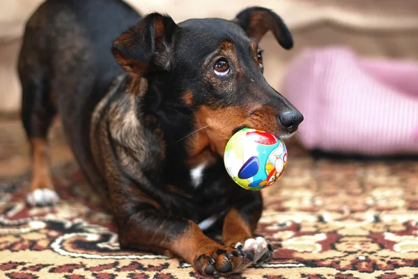 Hunden spelar — Stockfoto