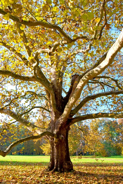 Tree in Park in Sunny Autumn Day — Stock Photo, Image