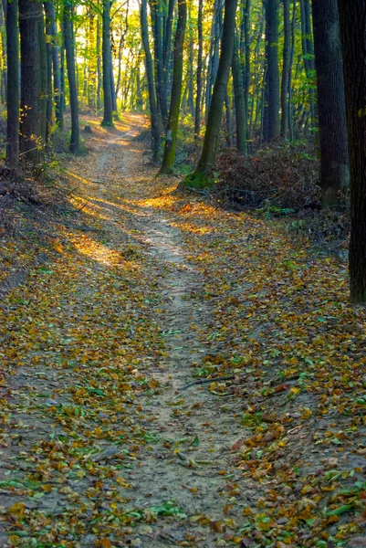 Estrada na floresta coberta com folhas caídas — Fotografia de Stock