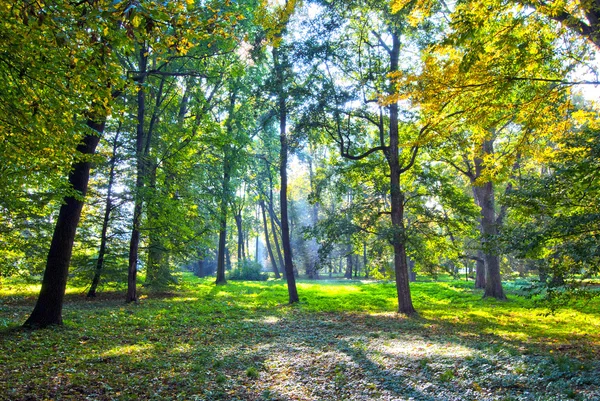 Floresta no outono — Fotografia de Stock