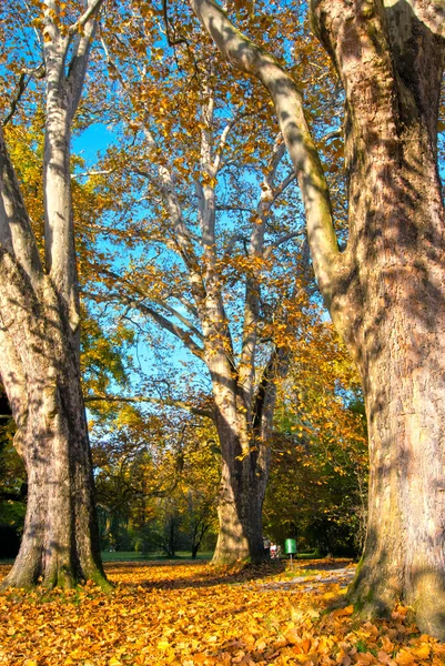 在城堡公园三个孤立的树 — 图库照片