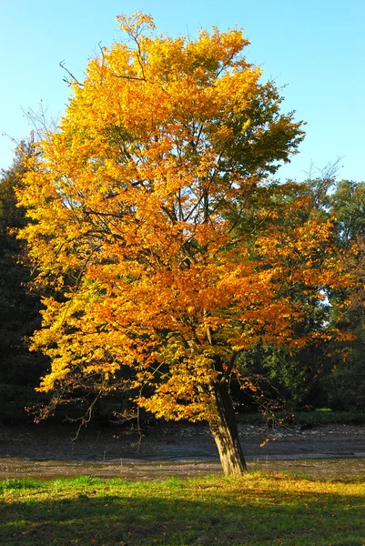 Albero isolato coperto di foglie gialle — Foto Stock