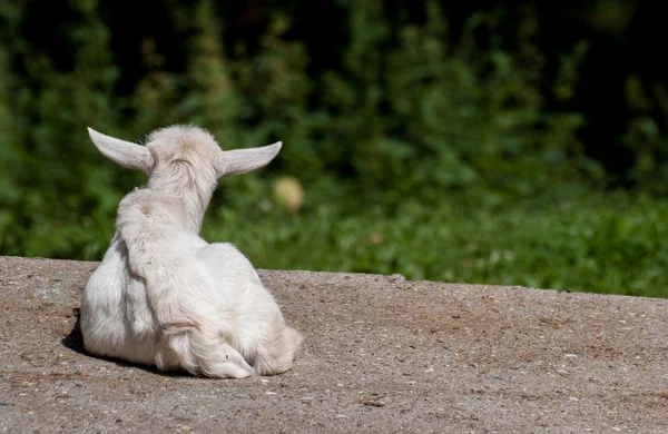 Young White Goat — Stock Photo, Image