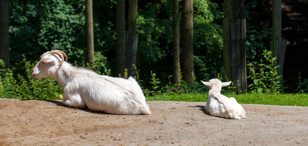 Young White Goat — Stock Photo, Image