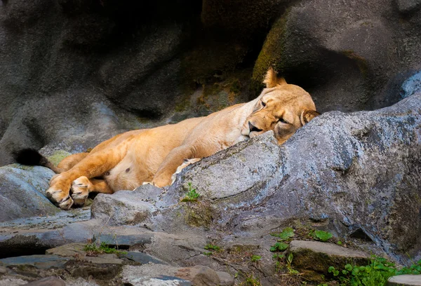 Lionne dormante dans le zoo — Photo