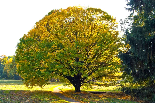 Árvore solitária em Castle Park — Fotografia de Stock