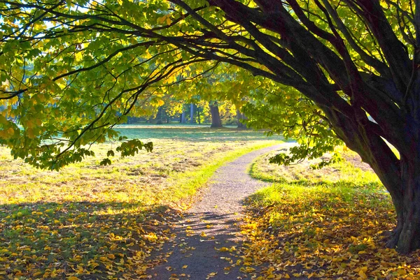 Őszi Park Road — Stock Fotó