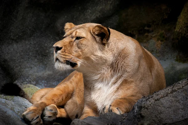 Lionne couchée sur rocher — Photo