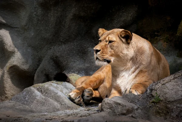 Lionne couchée sur rocher — Photo