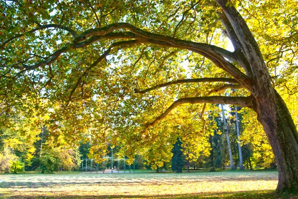 Árvore inclinada no parque do castelo — Fotografia de Stock