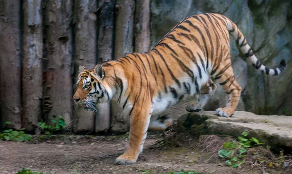 Tigre ambulante — Fotografia de Stock