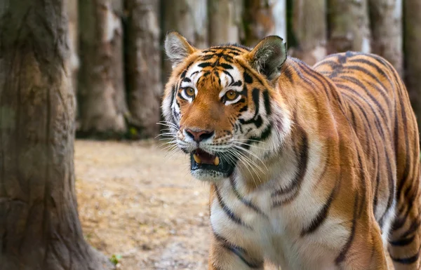 Дивилася тигр — стокове фото