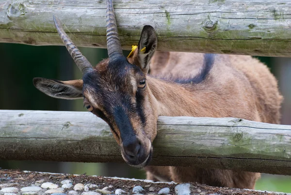 Pigmy Goat, Capra hircus — Stock Photo, Image