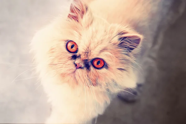 Perzsa macska pillant, illusztráció — Stock Fotó