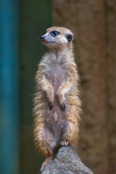 Guarding Suricate — Stock Photo, Image