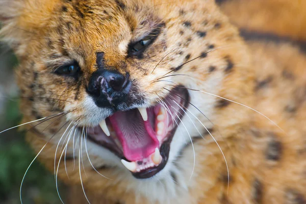 Serval stäppen, l. serval — Stockfoto