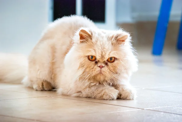 Лежащий персидский кот на полу — стоковое фото