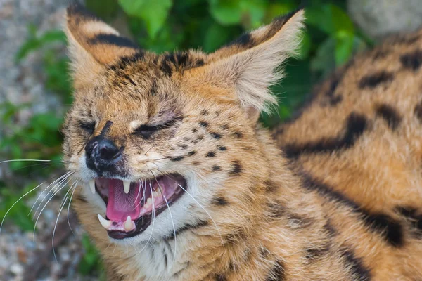 Servall estepa, Leptailurus Serval — Foto de Stock