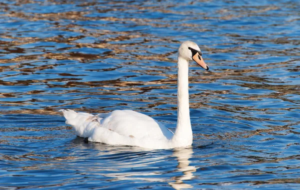 Лебедь в озере — стоковое фото