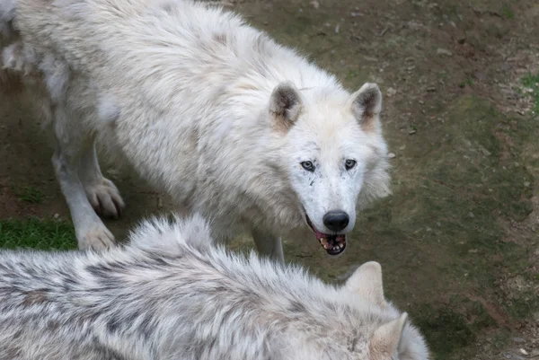 Wolf Hudson, Canis lupus hudsonicus — Stock Photo, Image