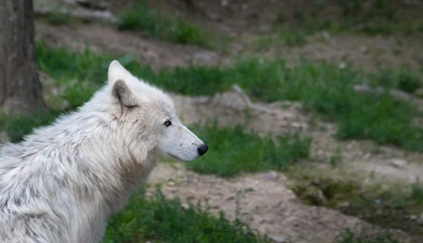 Wolf Hudson, Canis lupus hudsonicus — Stock Photo, Image