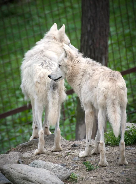 Wolf Hudson, Canis lupus hudsonicus — Stock Photo, Image