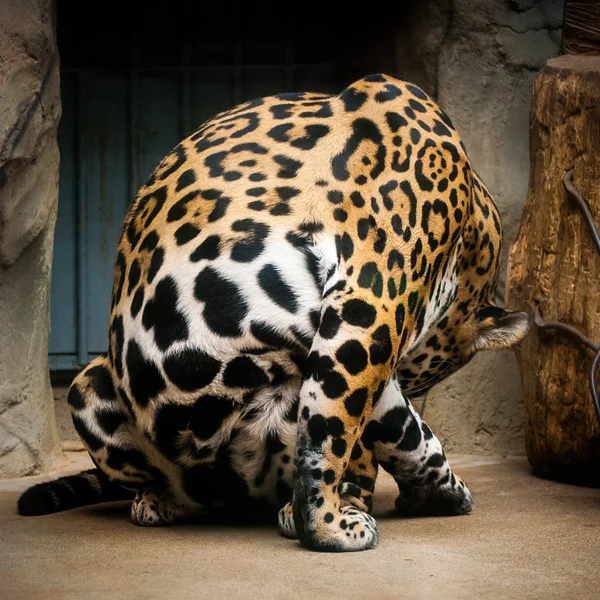 Leopardo no zoológico — Fotografia de Stock