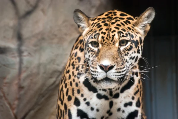 Amerikaanse Jaguar — Stockfoto