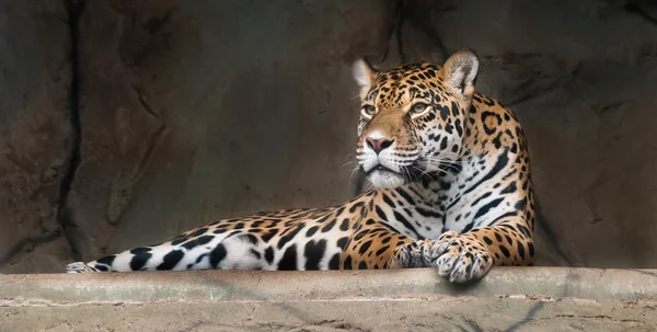 Leopardo acostado en la roca —  Fotos de Stock