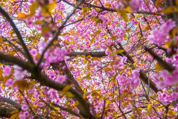 Zobrazit přes větve třešňový květ — Stock fotografie