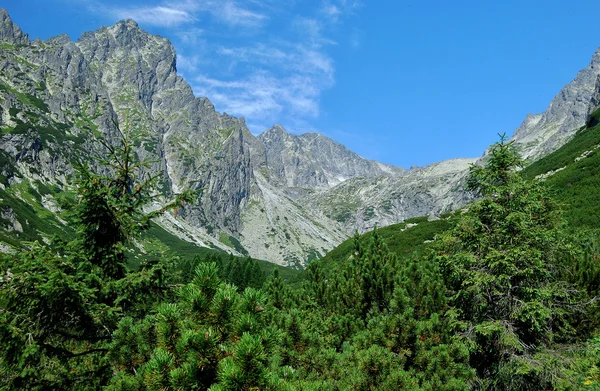 Drzew i skały w górach — Zdjęcie stockowe