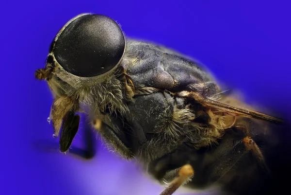 Detalhe da mosca, fotografia empilhada — Fotografia de Stock