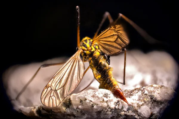Detalle de mosquito — Foto de Stock