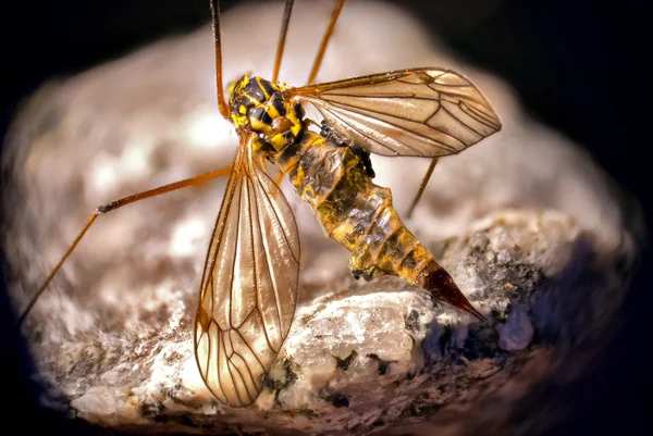 Detal komara — Zdjęcie stockowe